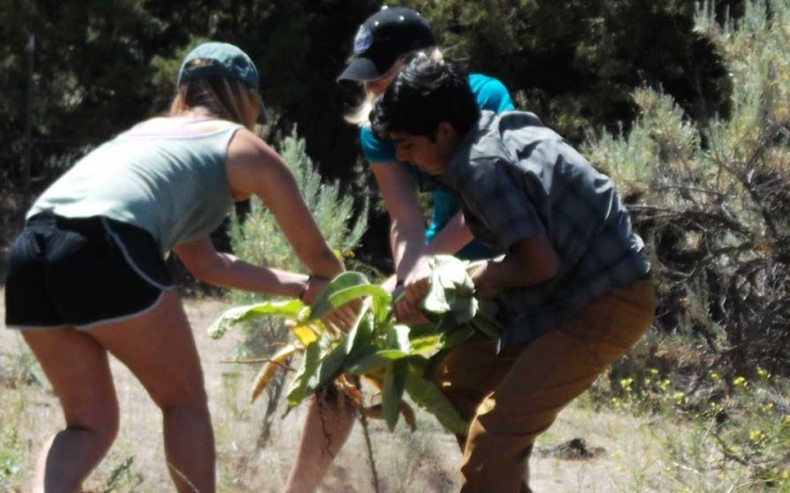 three students work to pull up a weed during a service project with outward bound